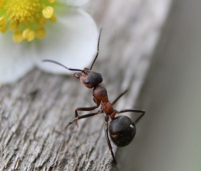 Poudre fourmis