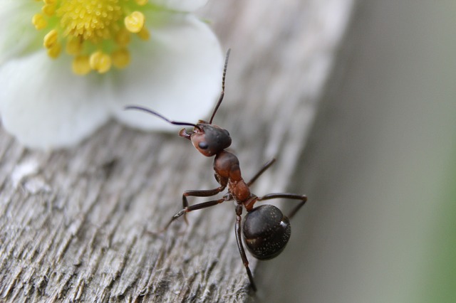 Poudre fourmis