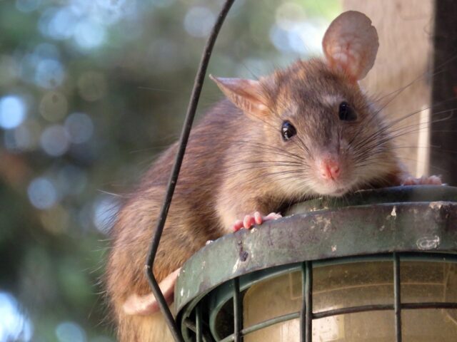 Les maladies que les rats peuvent transmettre aux humains