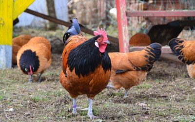 Astuces pour réussir le bricolage d’une couveuse à poule pour sa ferme