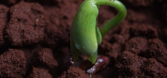 Les erreurs courantes à ne pas commettre lors de la semence de vos graines de jardin Les erreurs courantes à ne pas commettre lors de la semence de vos graines de jardin