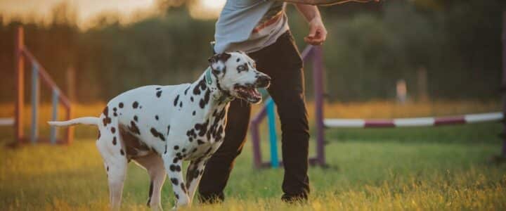 a man standing next to a dalmatian dog on a lush green field